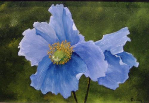 de-meconopsis-betonicifolia